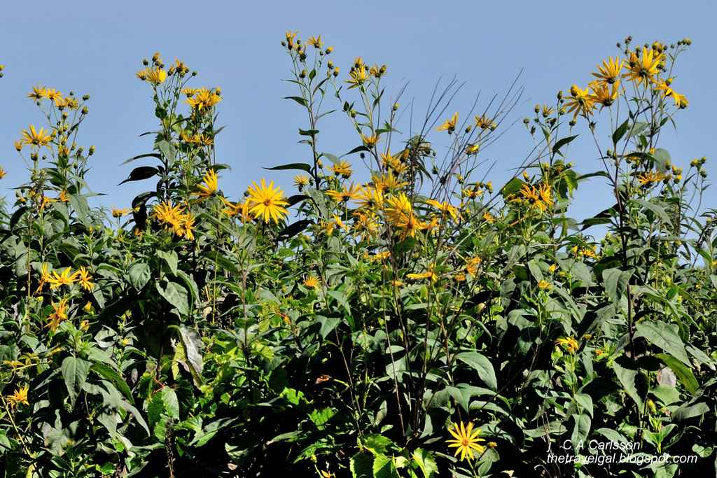 17-leech lake 7 DSC_5290 flowers in Minnesota