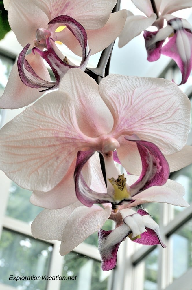 giant orchid