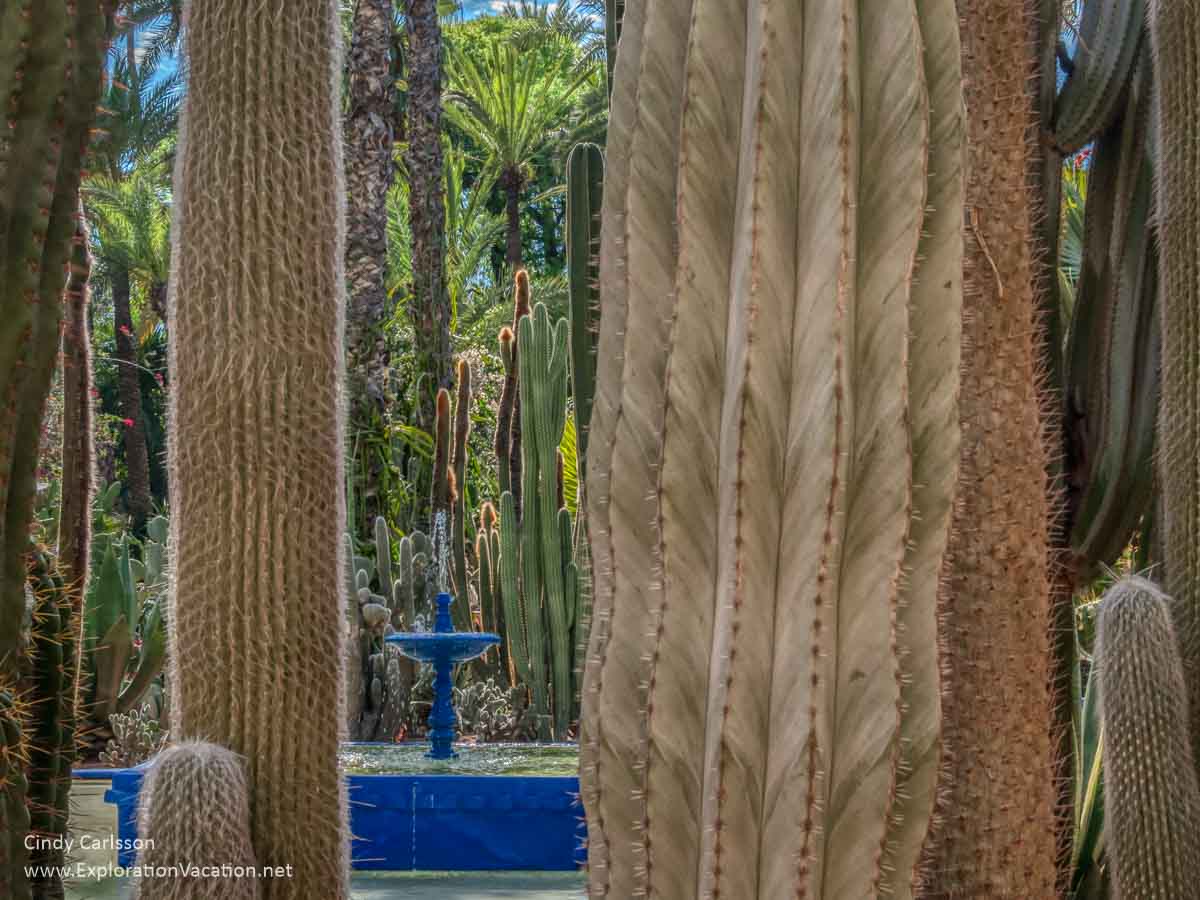 blue fountain surrounded by cacti