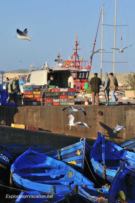 Essaouira fishing 18 DSC_8204 Morocco