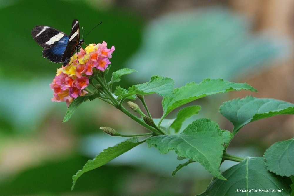 Photo TH 20130920-DSC_2899 butterfly at Franklin Park Conservatory in Columbus Ohio