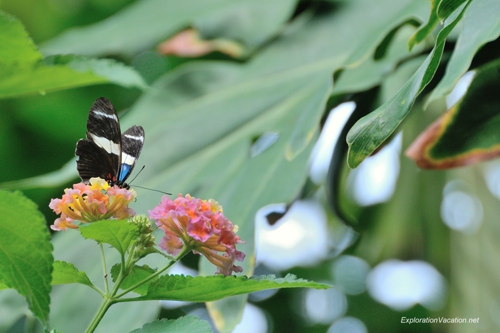 Photo TH 20130920-DSC_6366 butterflies at Franklin Park Conservatory in Columbus Ohio
