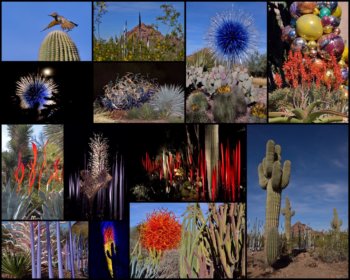 Snapshots of the Desert Botanical Garden 