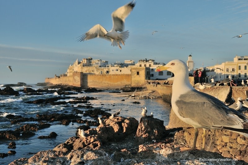 Essaouira seagulls 1 DSC_8652