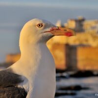 seagulls in Essaouira Morocco