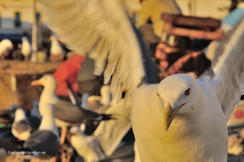Essaouira seagulls 9 DSC_8649