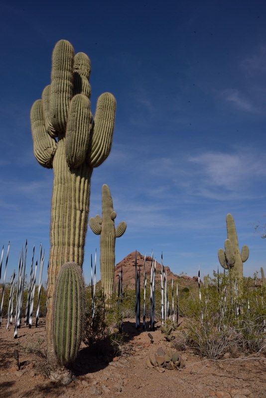 Chihuly at the Desert Botanical Garden Phoenix Arizona 2 20140215-DSC_5540