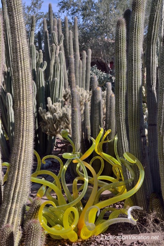 Chihuly at the Desert Botanical Garden Phoenix Arizona 24 20140215-DSC_5475