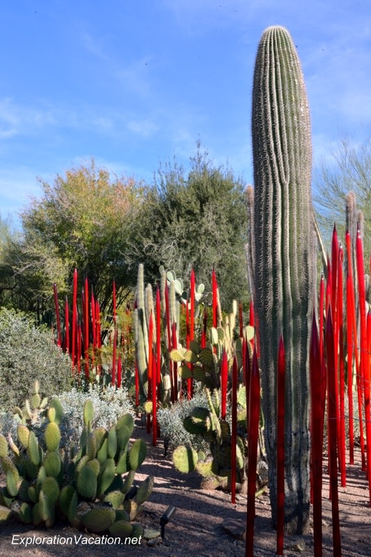 A Day in the Garden with Chihuly - the Desert Botanical Garden in