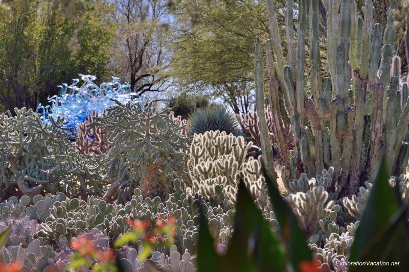 Chihuly at the Desert Botanical Garden Phoenix Arizona 22 20140217-DSC_6168