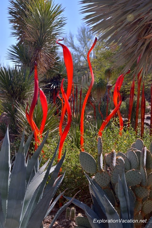 Chihuly at the Desert Botanical Garden Phoenix Arizona 4 20140217-DSC_6226