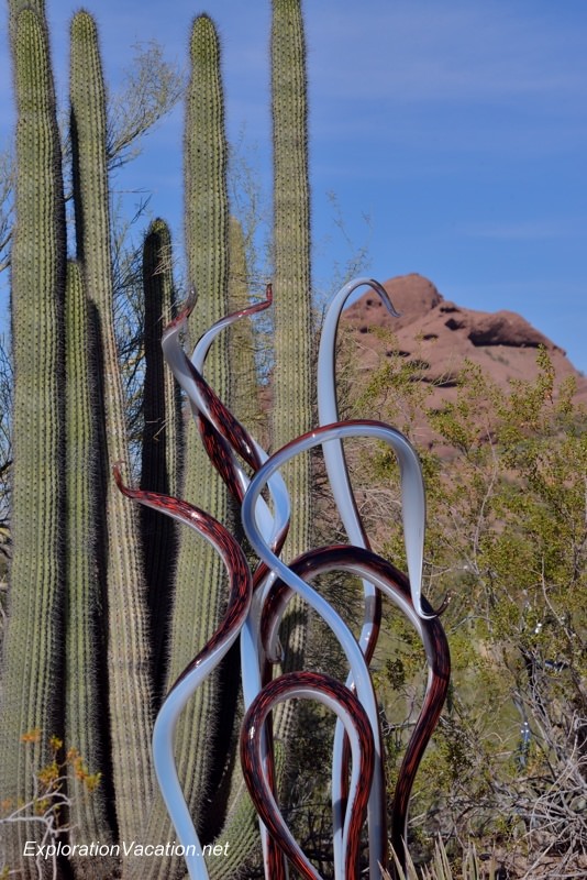 Chihuly at the Desert Botanical Garden Phoenix Arizona 42 20140215-DSC_5528