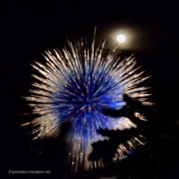 blue chihuly sculpture at night desert botanical garden phoenix