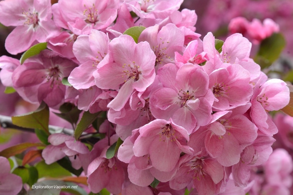 20140524-DSC_6627 blossoms in Irvine Park St Paul Minnesota