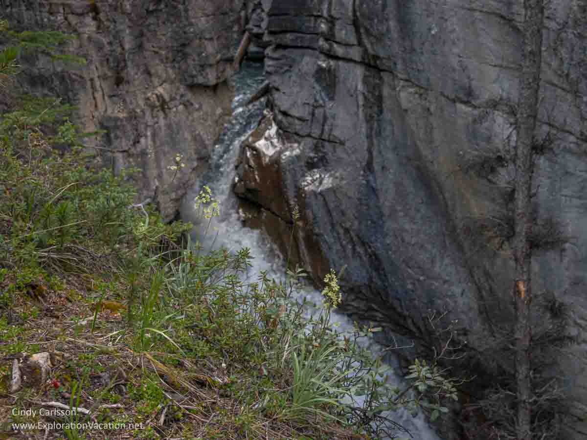 Photo of flowers along Beauty Creek in Jasper National Park, part of the Canadian Rocky Mountain Parks UNESCO World Heritage site &copy; Cindy Carlsson ExplorationVacation.net