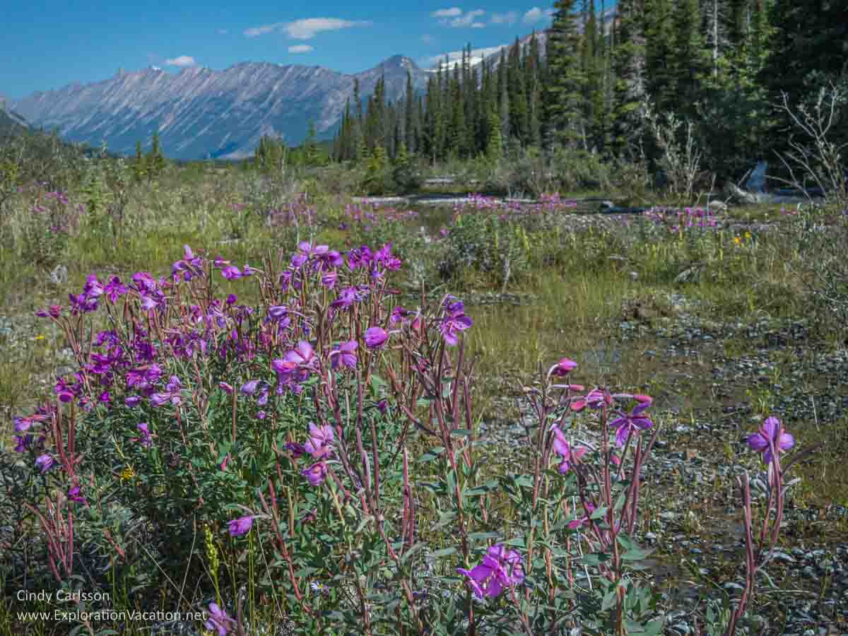 Beauty Creek in Jasper National Park - ExplorationVacation