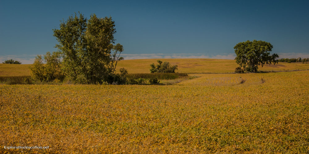 soybean field in central Minnesota - ExplorationVacation.net