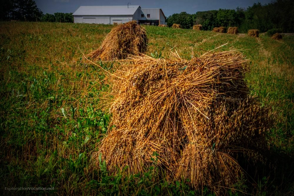 Grain in an Amish field - ExplorationVacation.net