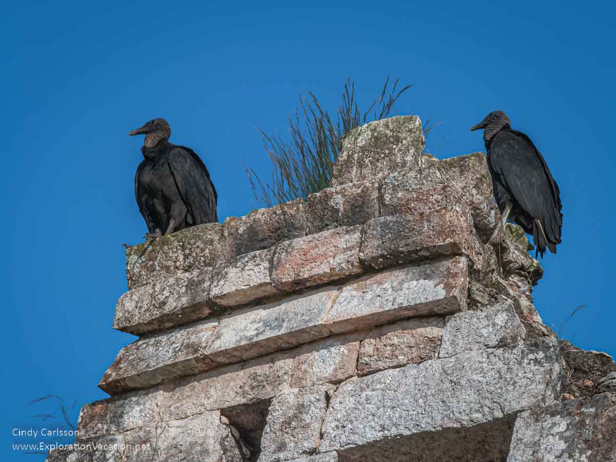 photos of buzzards atop the ruins of the Palace at at Kabah Mexico, part of the Uxmal UNESCO World Heritage site © Cindy Carlsson at ExplorationVacation.net