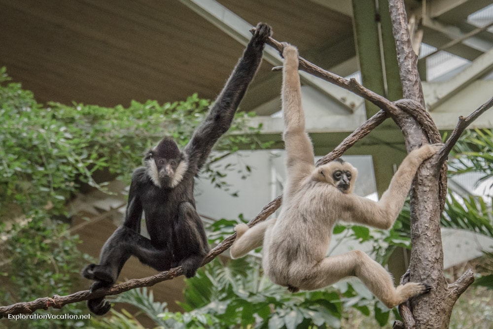 Primates at the Minnesota Zoo - ExplorationVacation.net