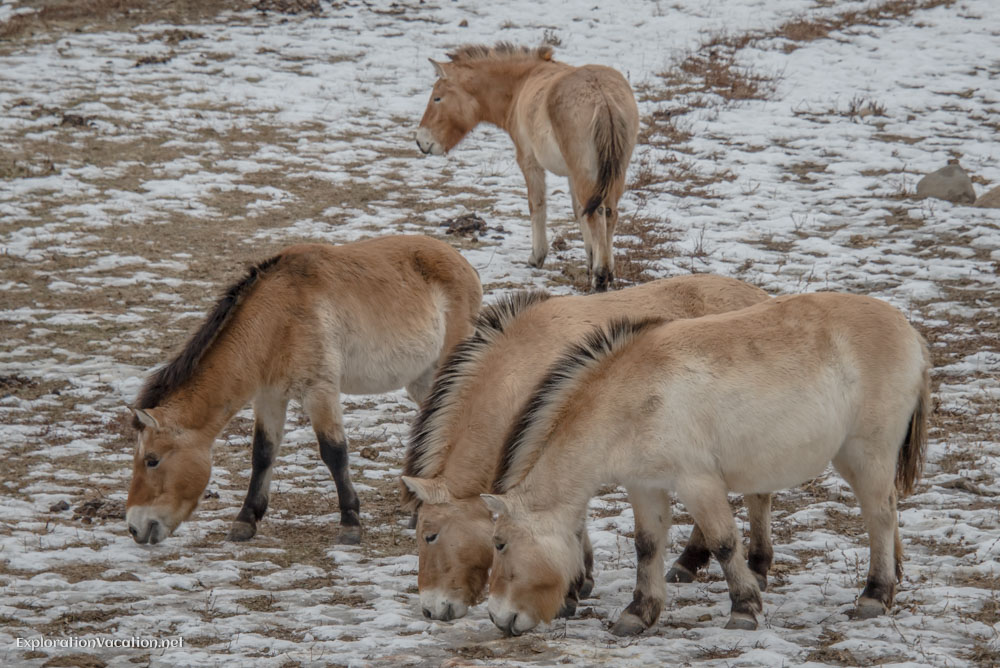 photo of several Przewalski’s wild horses grazing at the Minnesota Zoo © Cindy Carlsson at ExplorationVacation.net
