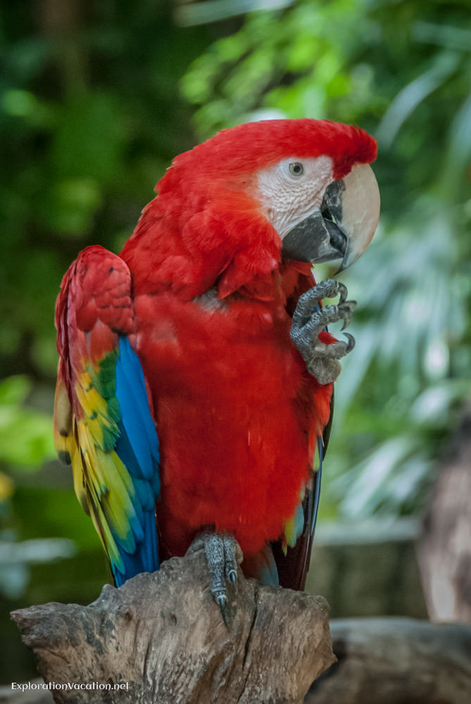 Macaw at Xcaret Mexico - ExplorationVacation.net
