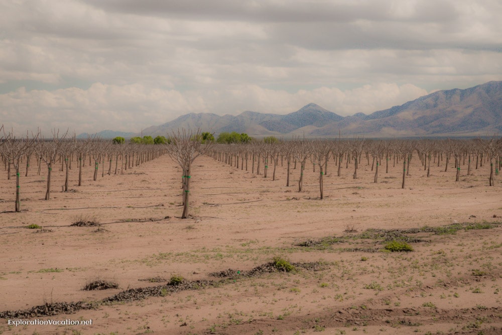 Vineyards near Bowie Arizona - ExplorationVacation.net