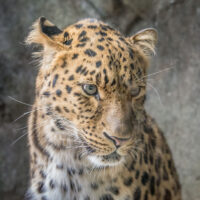 leopard