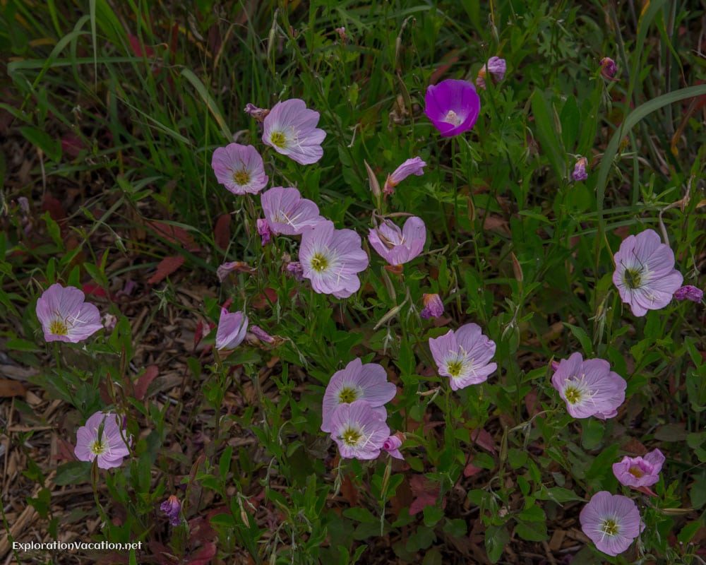 Ladybird Johnson Wildflower research center Austin Texas - Explo