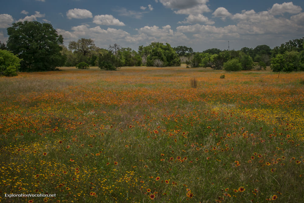 Plant a Wildflower Meadow - Lady Bird Johnson Wildflower Center