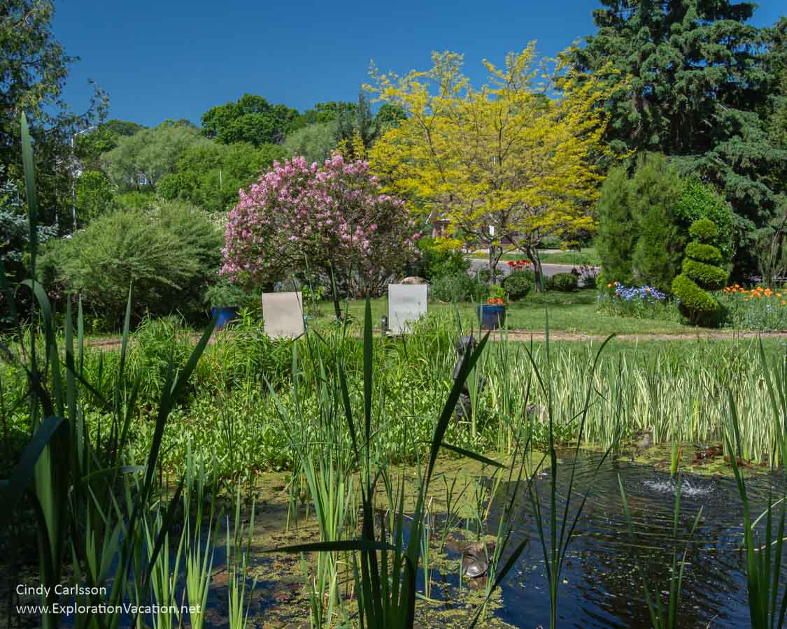 Looking over a garden pond to a grassy lawn with lawn chairs and flowering spring trees.