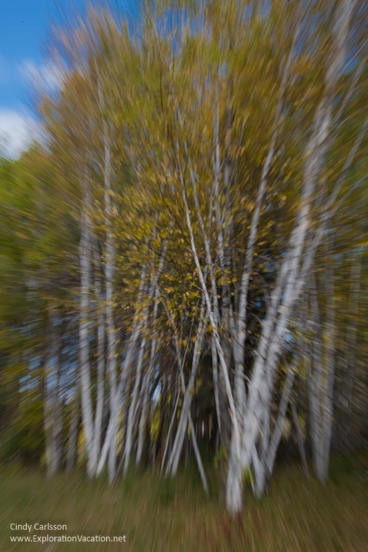 birch Fall in Kathio Mille Lacs State Park