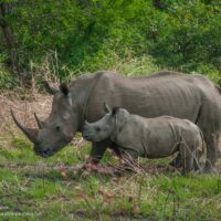 mothr and baby rhino in Hluhluwe Imfolozi Game Reserve