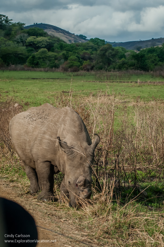 rhino in Hluhluwe Imfolozi Game Reserve 