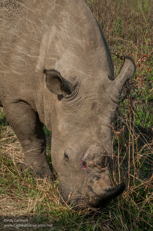 rhino in Hluhluwe Imfolozi 