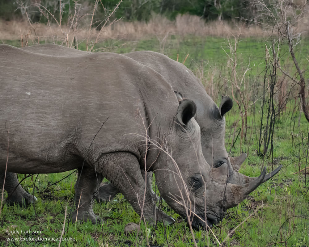 rhinos in Hluhluwe Imfolozi Game Reserve