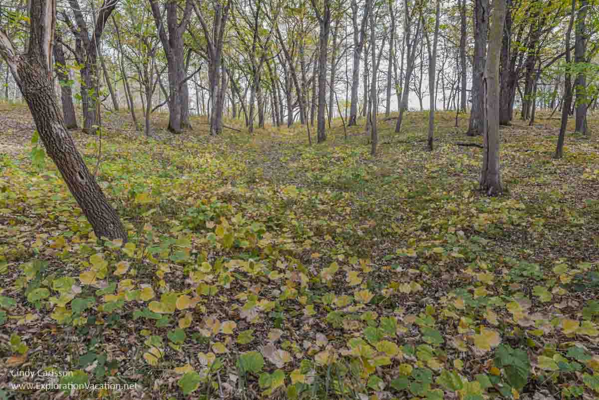 woodland floor with fallen leaves and distant trees and sky