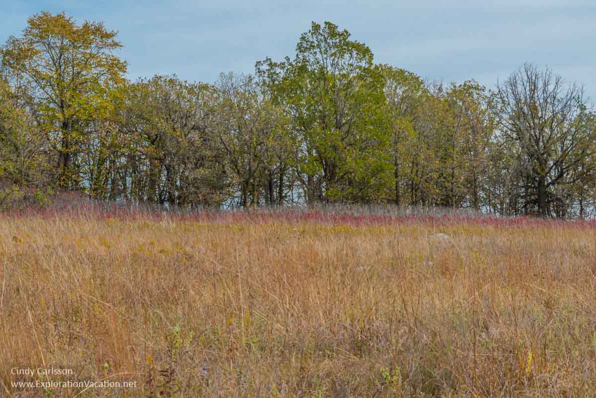 prairie grasses, sumac, and trees in fall 