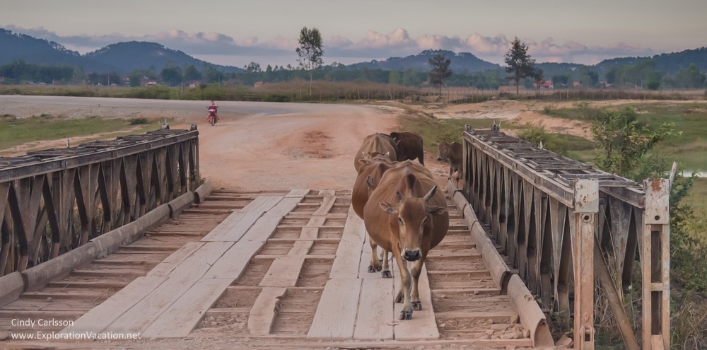 cattle crossing a plank bridge