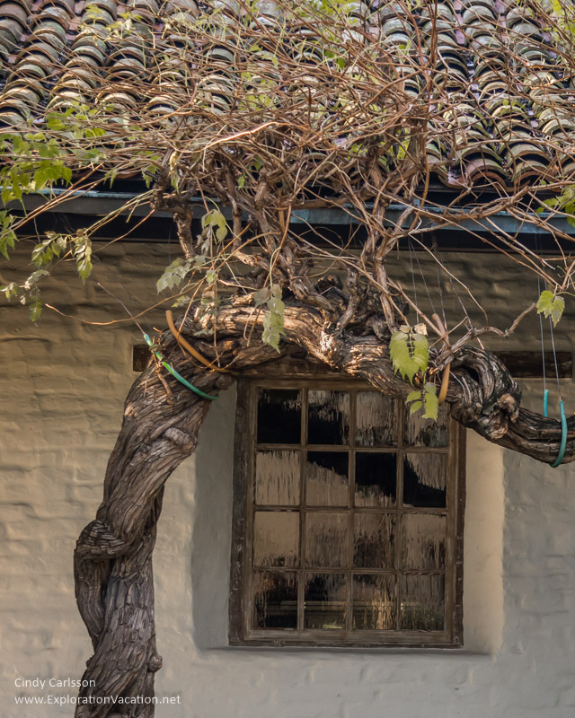 wisteria Mission Santa Clara de Asís California