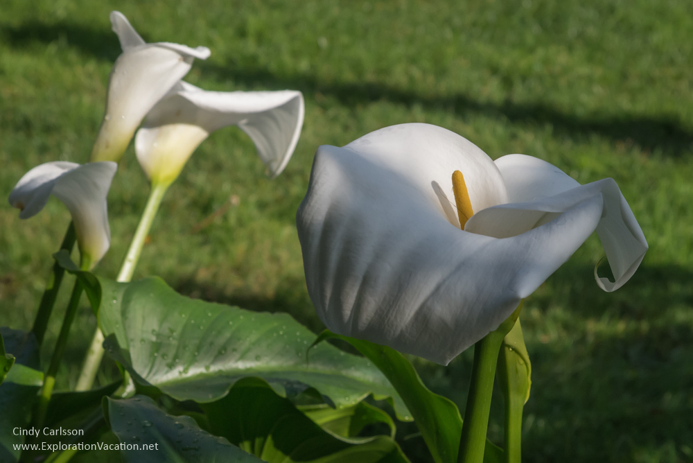 calla lily Mission Santa Clara de Asís