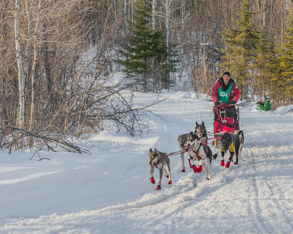 dog sled team racing through the woods