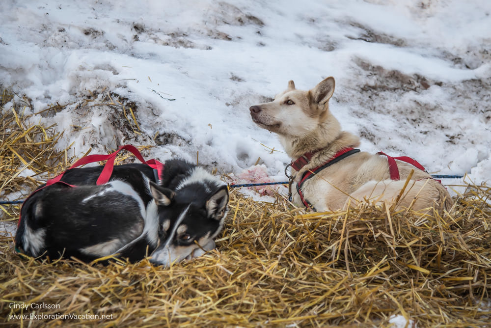 John Beargrease sled dog race ExplorationVacation