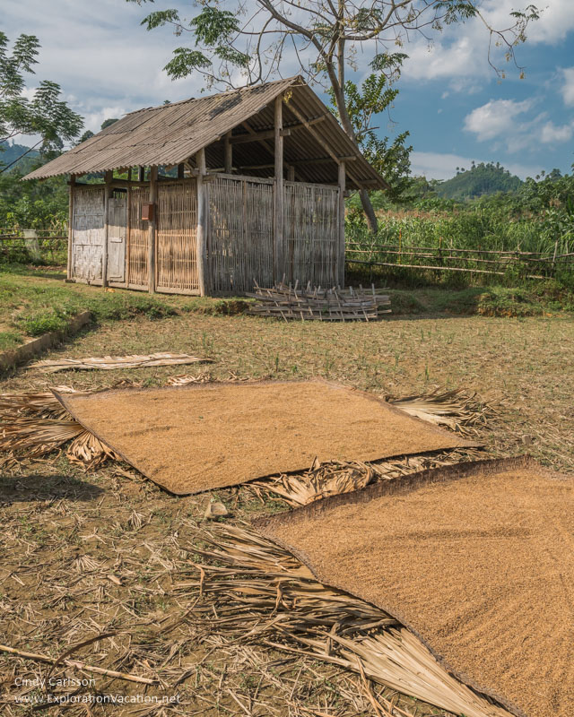 Rice drying in a Tay village