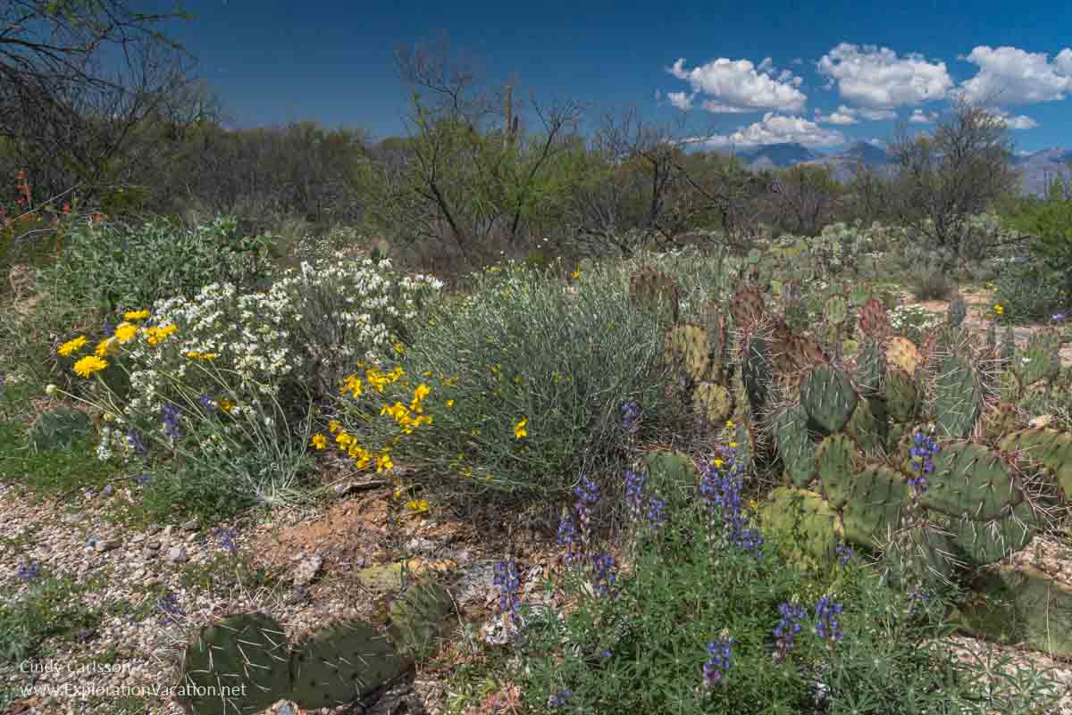 desert landscape with a wide variety of flowering plants