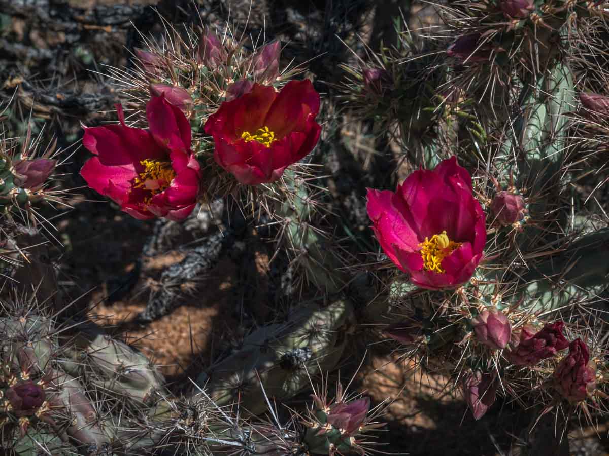 phot of three bright red cactus flowers blooming in Saguaro National Park in Tucson Arizona © Cindy Carlsson at ExplorationVacation.net