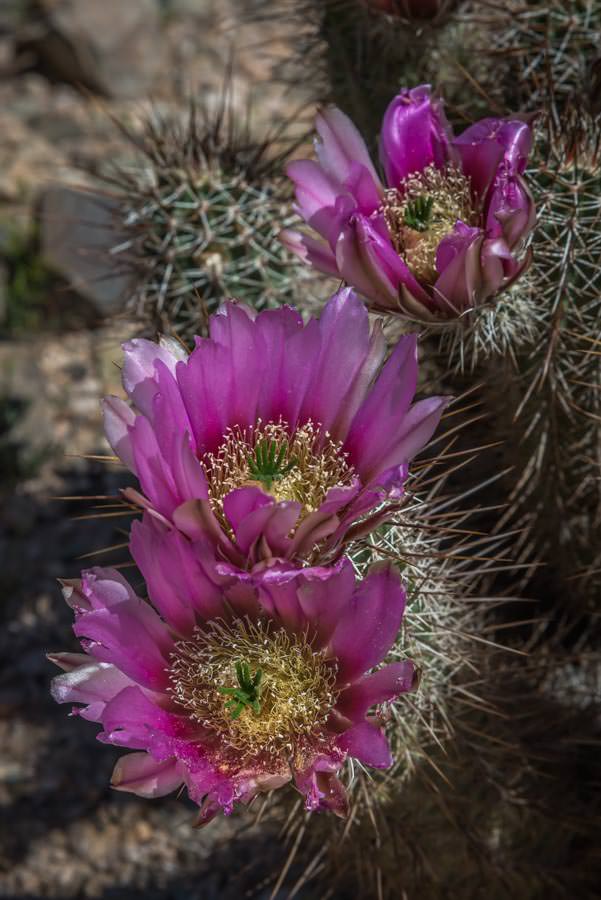 trio of big pink cactus flowers