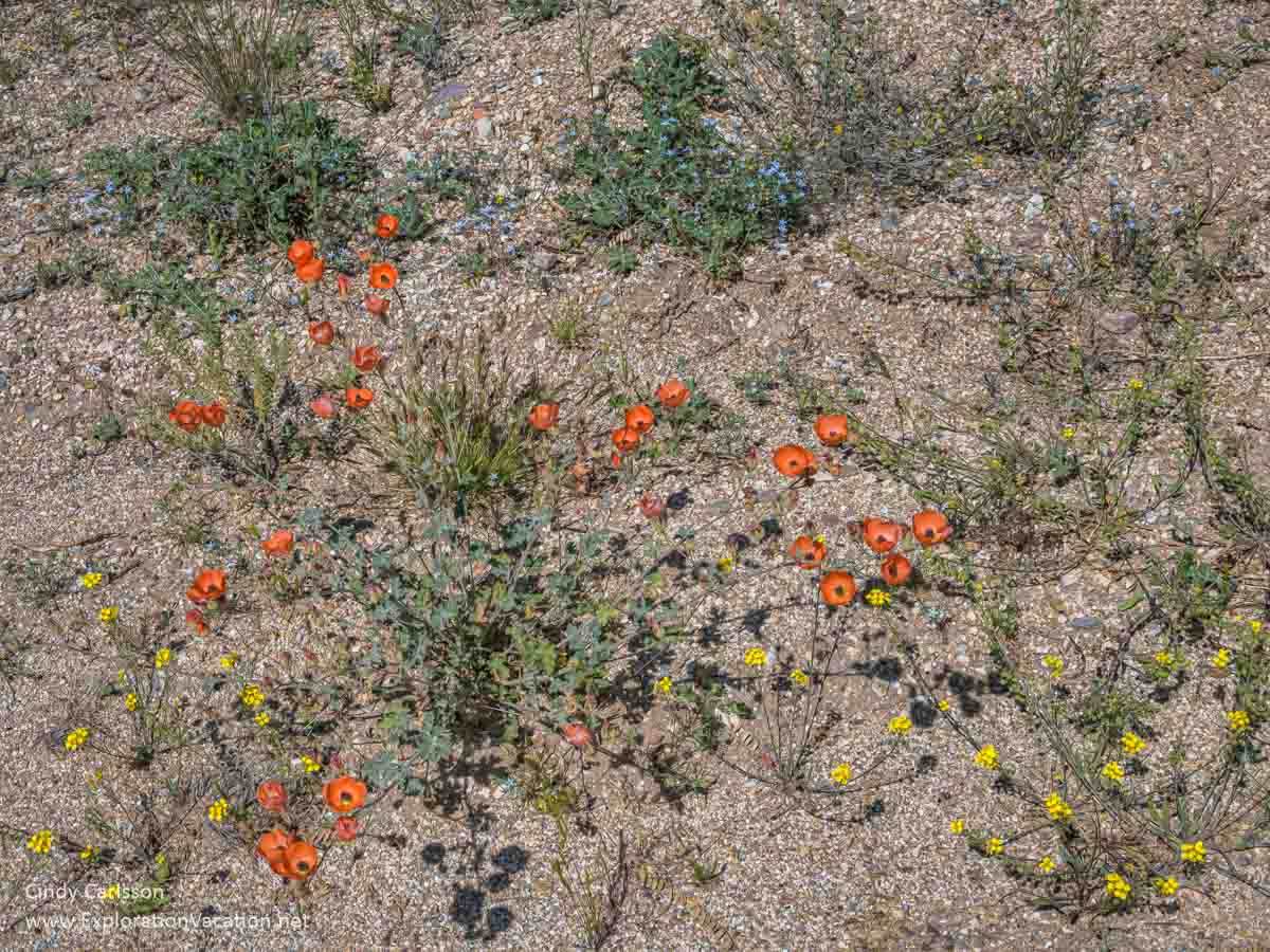 photo of Globemallow (probably Sphaeralcea ambigua), Gordon&rsquo;s bladderpod (Physaria Gordonii), and miniature woollystar (Eriastrum diffusum) sprawling over the barren desert soil in Saguaro National Park in Tucson, Arizona &copy; Cindy Carlsson at ExplorationVacation