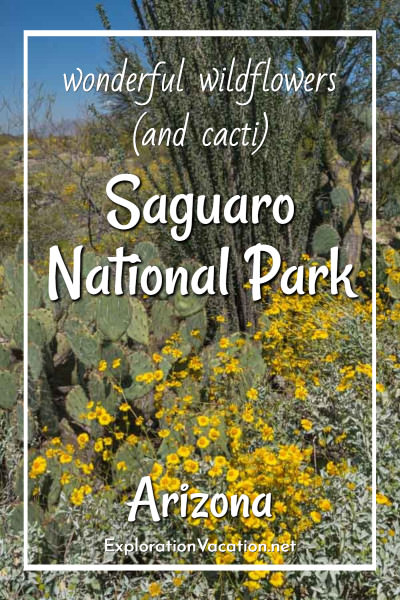 cacti and yellow brittlebush flowers