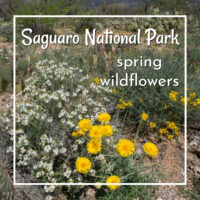 link to post on Spring wildflowers in Saguaro National Park in Tucson Arizona on ExplorationVacation.net